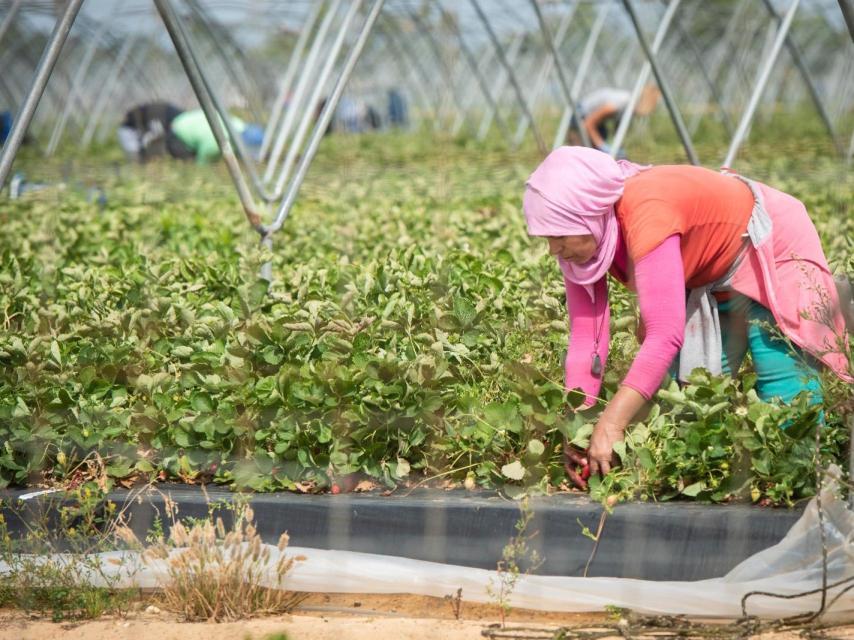 Una jornalera marroquí trabajando en una plantación fresera de Huelva.