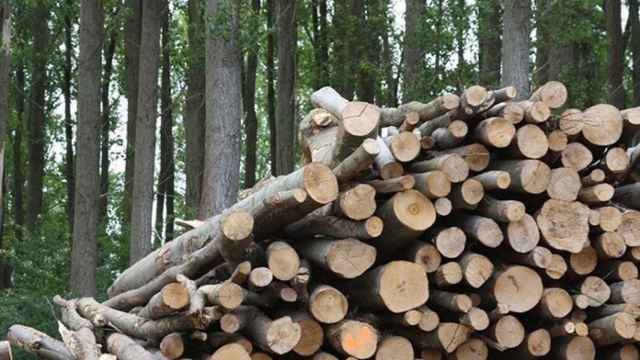 Palencia-biomasa-forestalia-trabajo