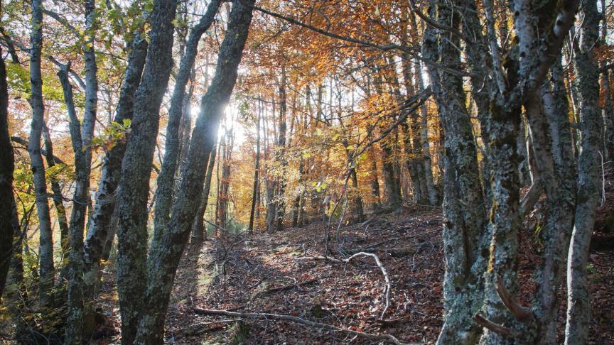 Estos son los 10 mejores bosques de España: 
