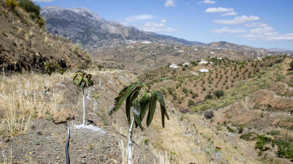 En la comarca de la Axarquía nadie se atreve ya a plantar árboles de aguacate por miedo de que, al no tener agua suficiente, se mueran