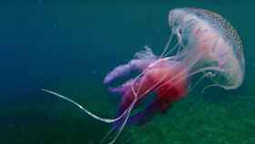 Una medusa luminiscente como las que puedes avistar y subir en Medusapp.