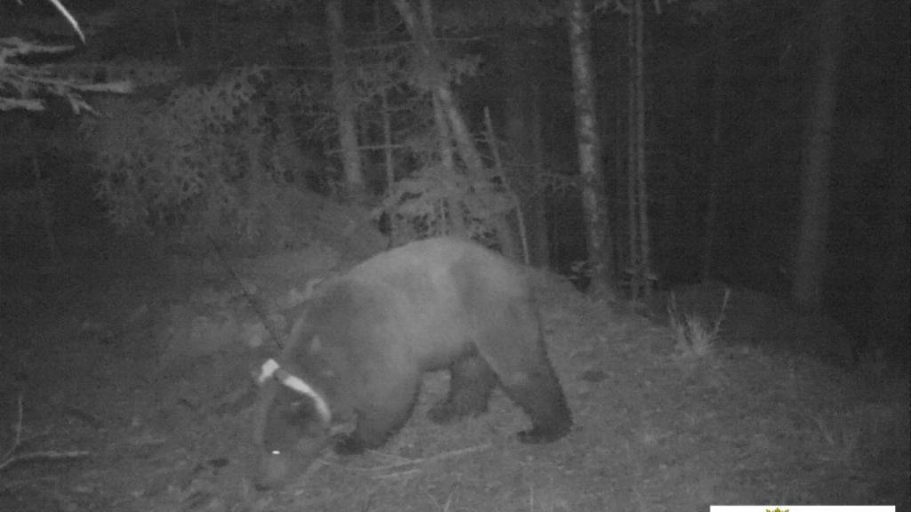El oso Goiat, con su reconocible collar rastreador, grabado en el Val d'Aran.