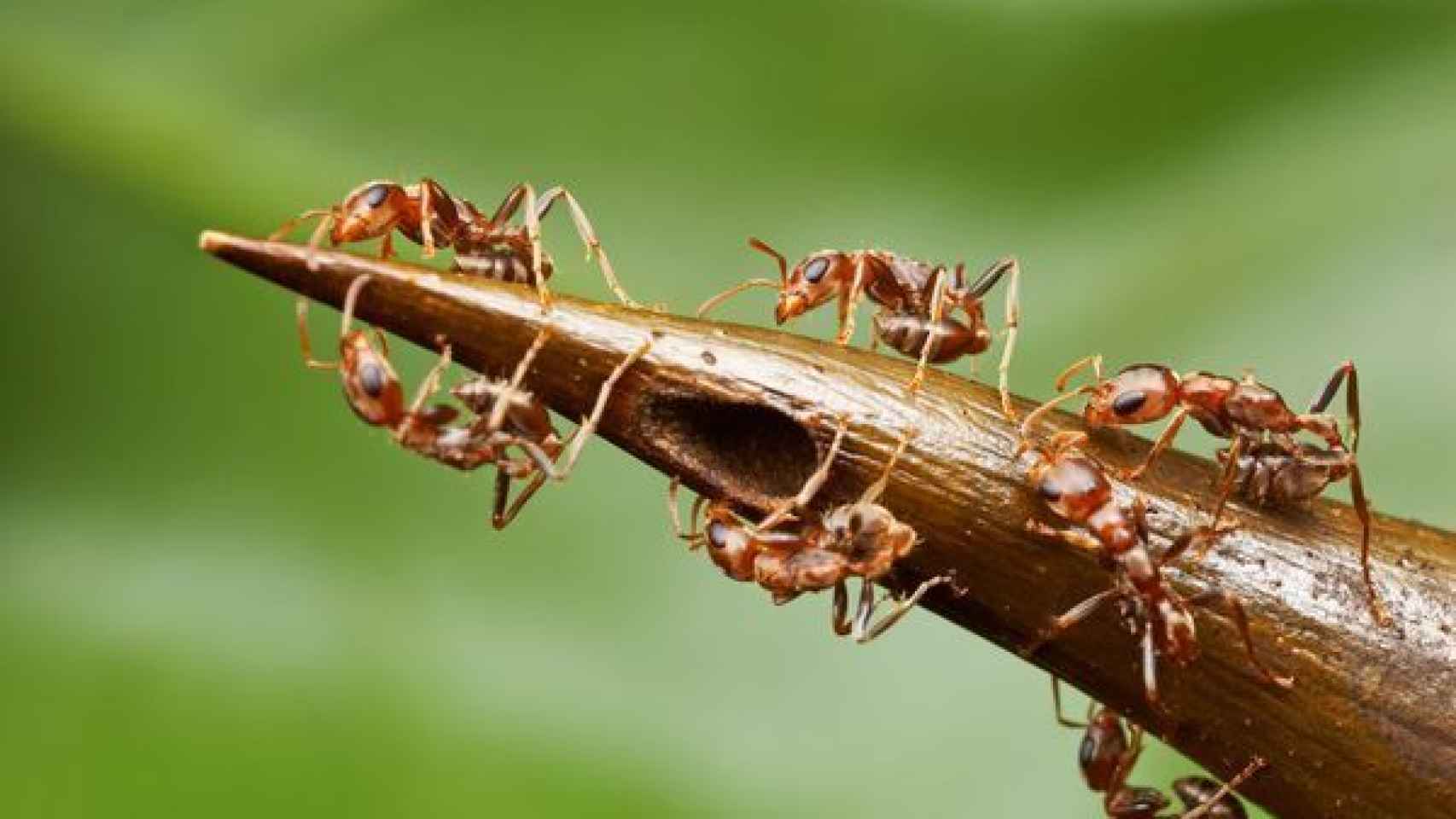 Así se pelean las hormigas por la sacarosa de la Acacia cornigera.
