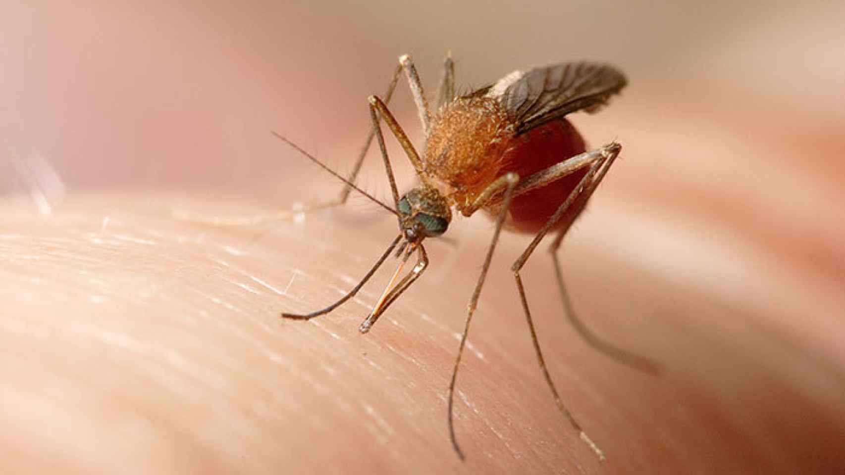 Un mosquito común se posa sobre el brazo de una persona.