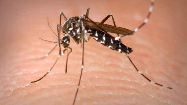 El mosquito tigre o 'Aedes albopictus' transmite el dengue a los humanos.