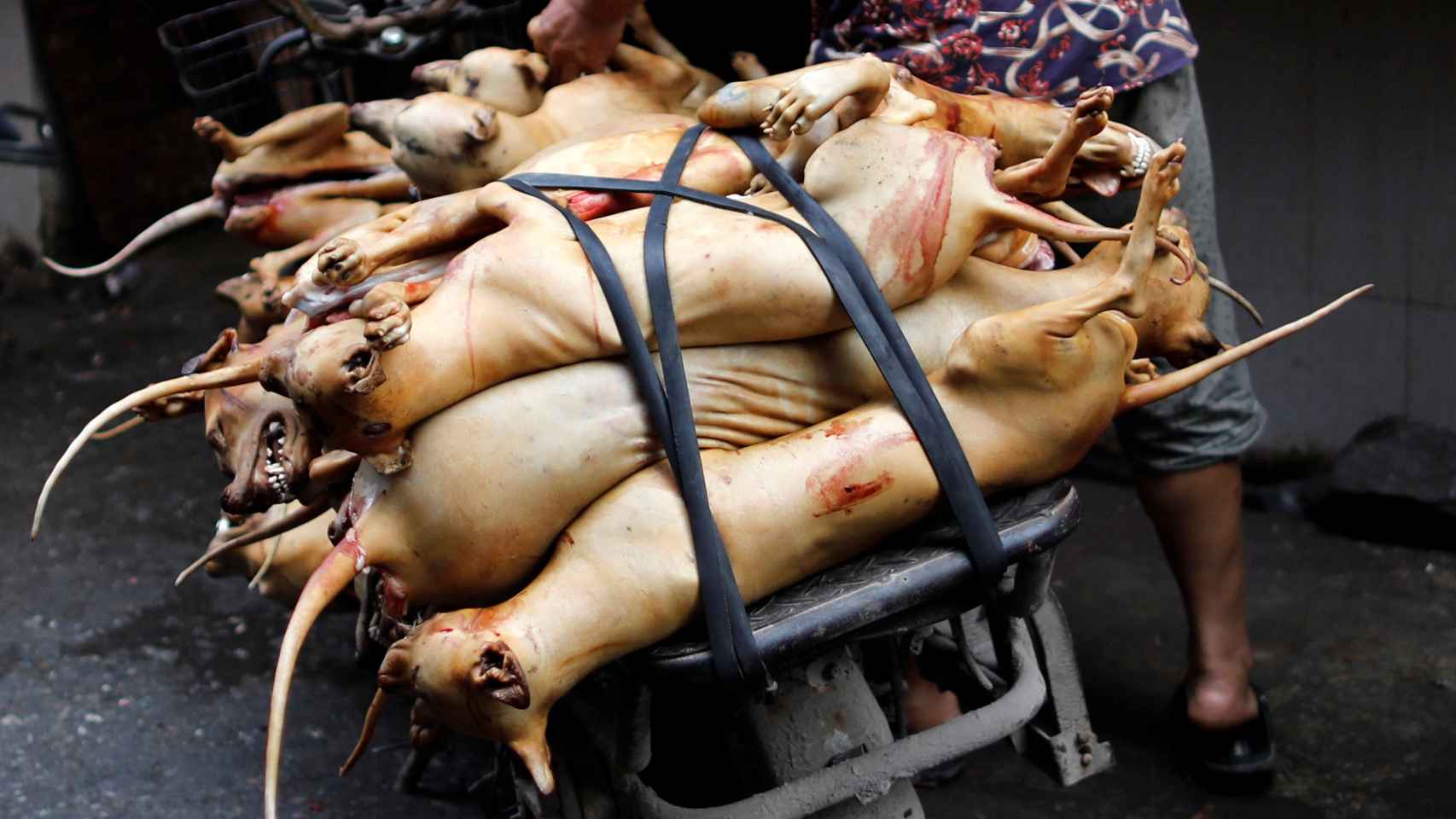 Festival de carne de perro en China.