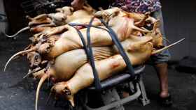 festival de carne de perro en China