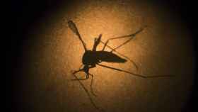 El Aedes aegypti, el mosquito responsable de contagiar el zika.