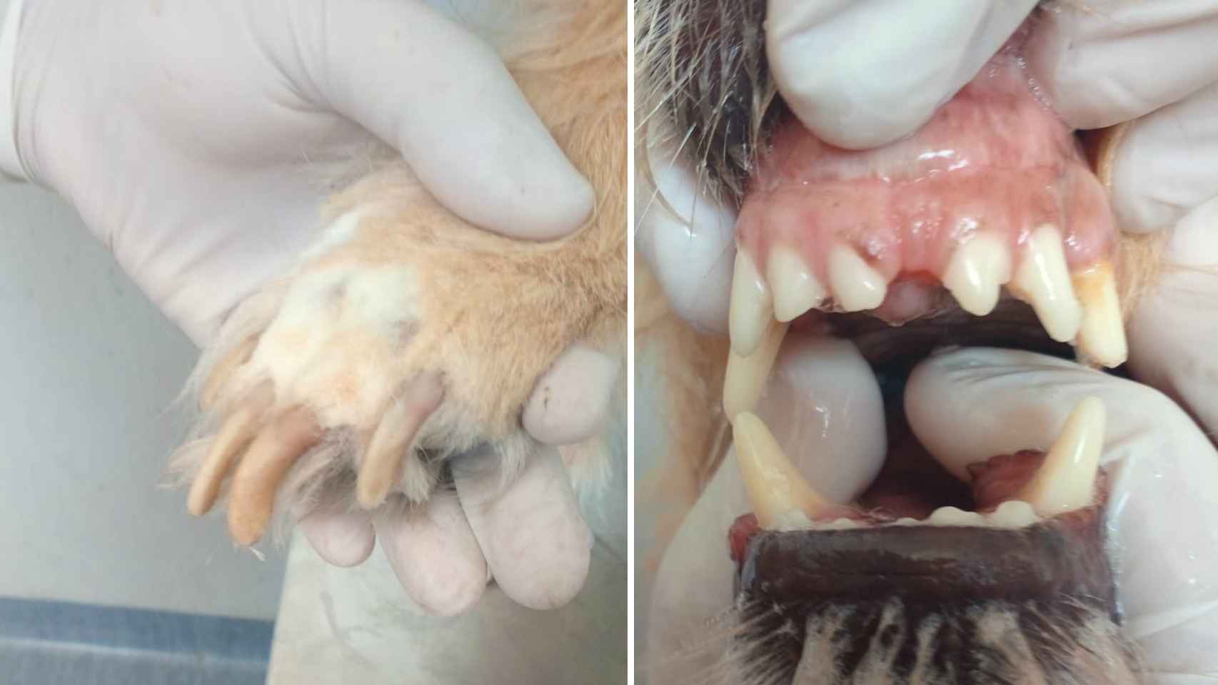 Los daños causados en las garras y los dientes a la perra