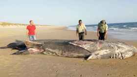 Tiburón de nueve metros en Doñana