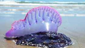 Así es la carabela portuguesa, la falsa medusa que ataca con fuerza.