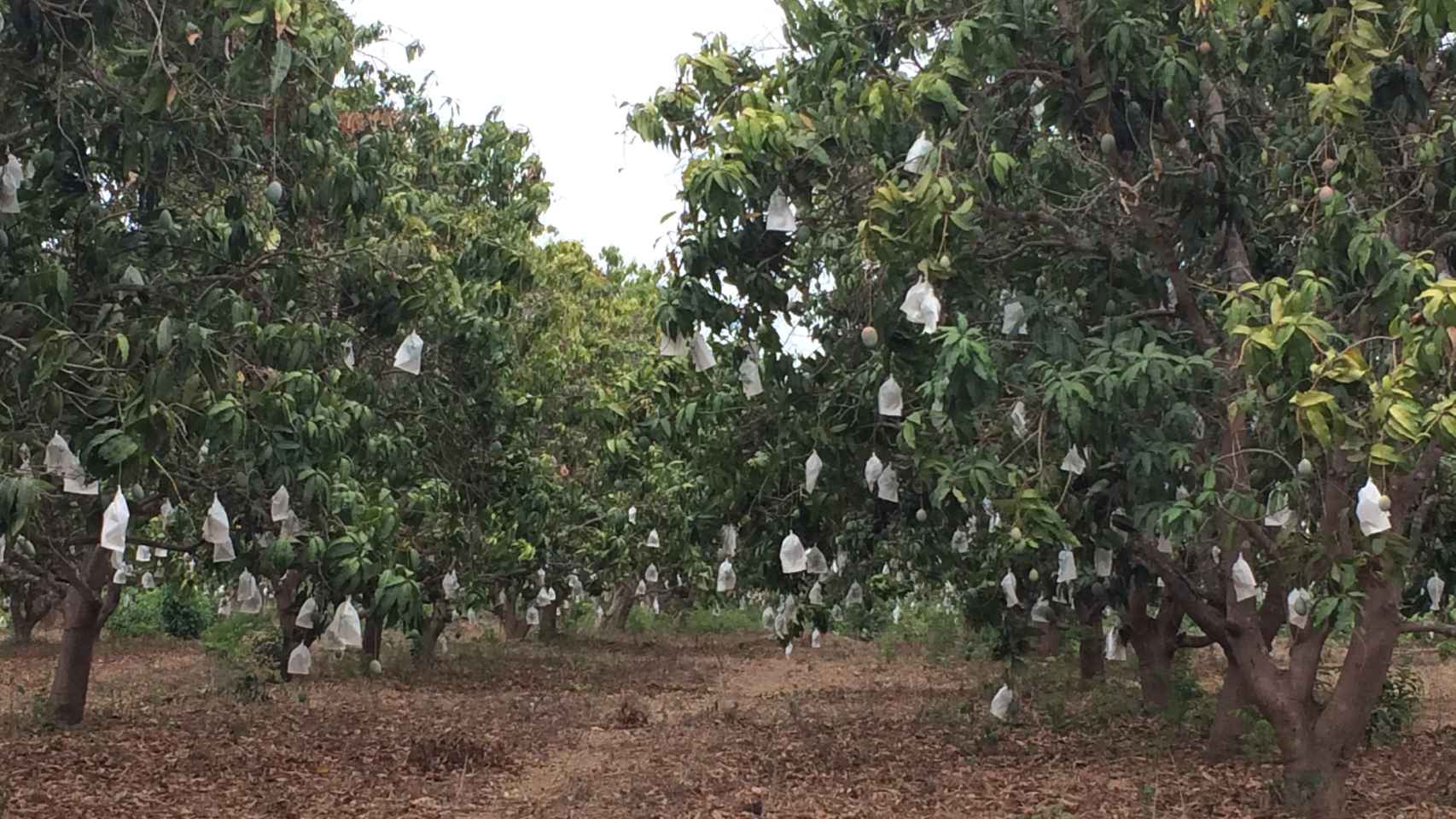 Árboles de mango en la finca de Cristóbal Sánchez en Guinea Bissau.