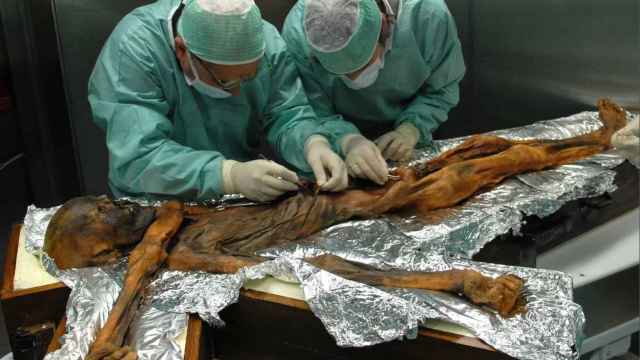 Investigadores del Instituto Eurac toman muestras del estómago de la momia