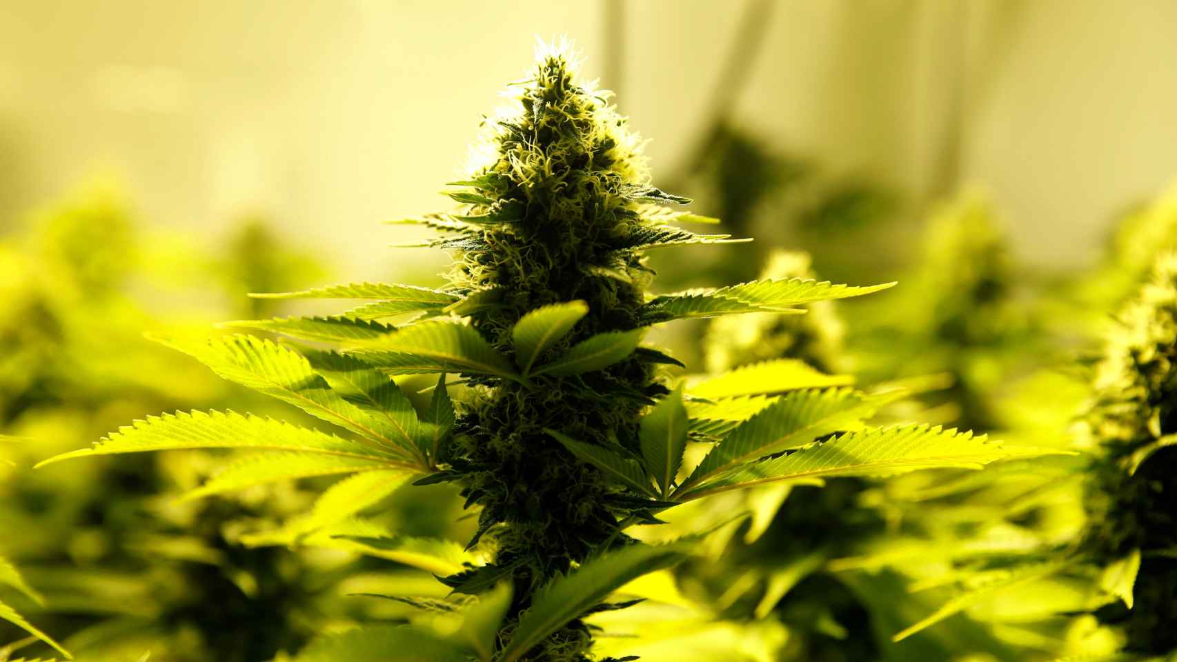 Planta de Cannabis, en una imagen de archivo.