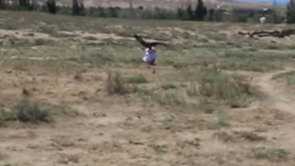 El ataque de un águila real a una niña de 8 años que creía su presa