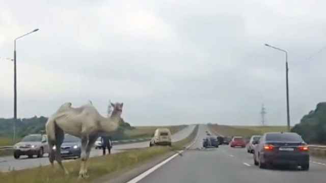 Un camello se pasea por la autopista y provoca un auténtico caos