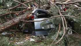 Un árbol cayó encima de varios vehículos en Navarra