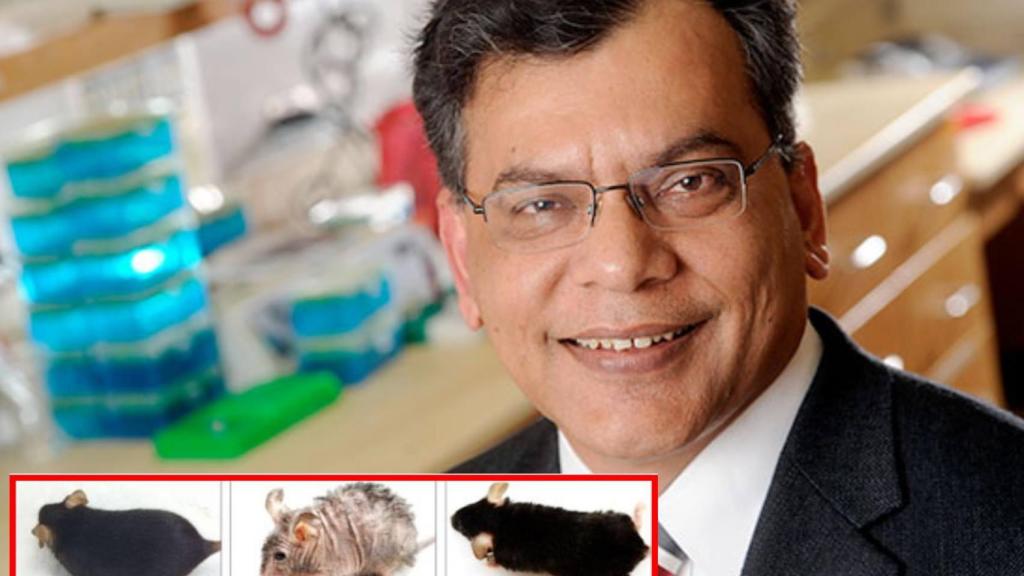 El doctor Keshav Singh y sus ratones, envejecidos prematuramente y posteriormente restaurados.