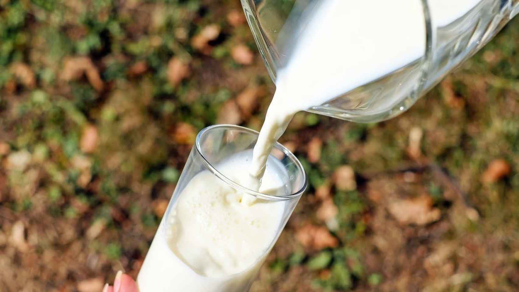La leche es un alimento muy completo: rico en proteínas de alto valor biológico, calcio, fósforo y vitaminas del grupo B.