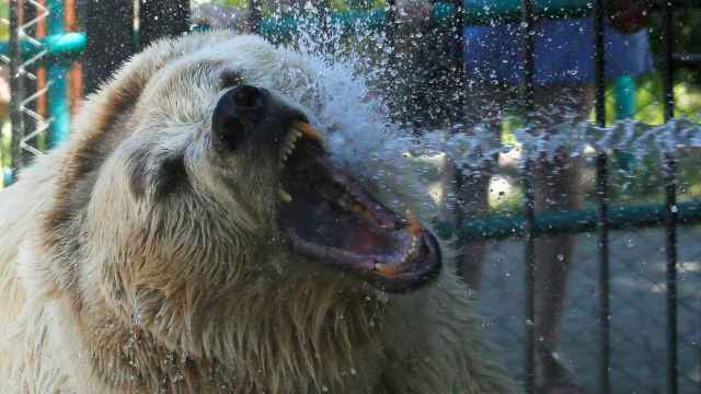 El oso Pamir recibe un duchazo de agua fría para refrescarse en el zoo Royev Ruchev de Krasnoyarsk. Siberia. REUTERS/Ilya Naymushin