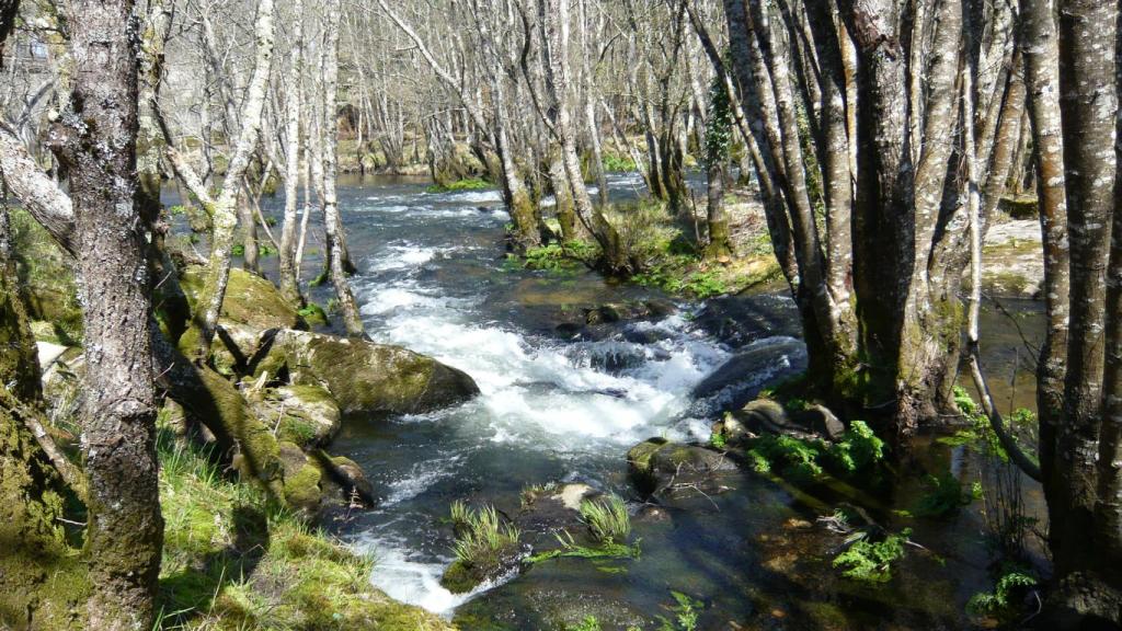 Zona boscosa del Parga