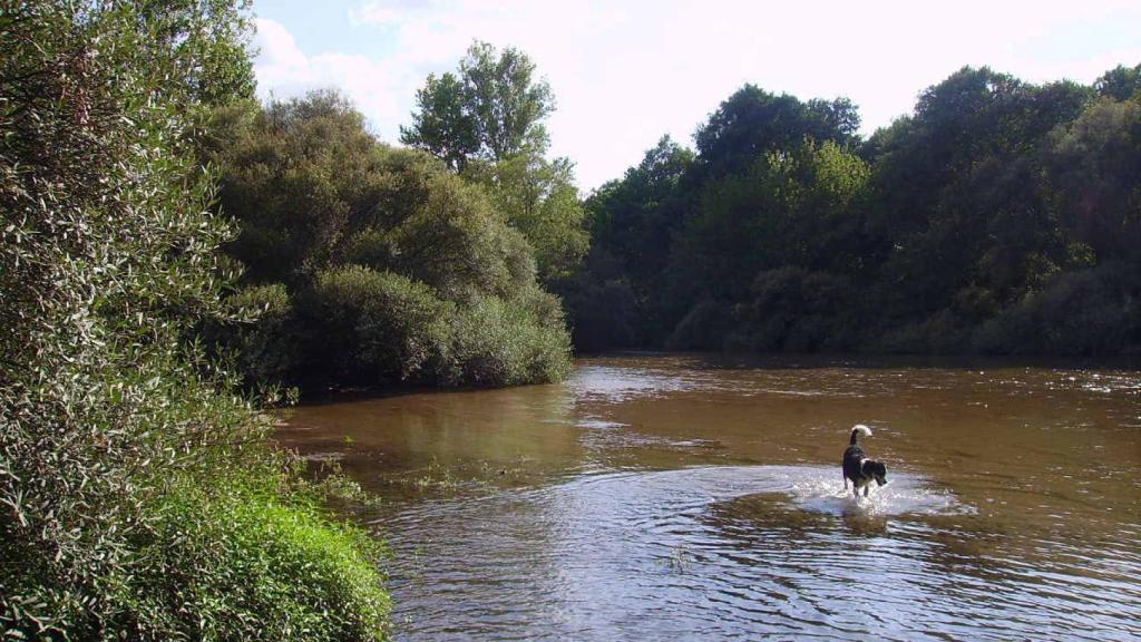 Un perro disfruta de las aguas del Alberche