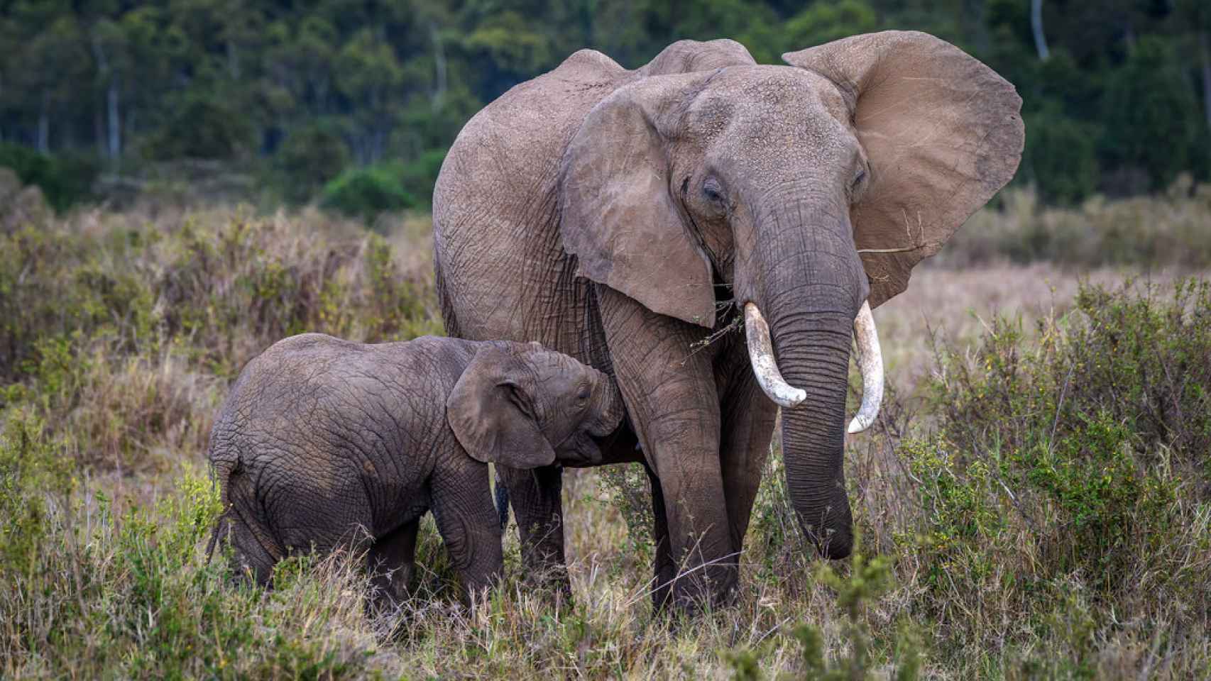 Una elefanta amamanta a su cría.