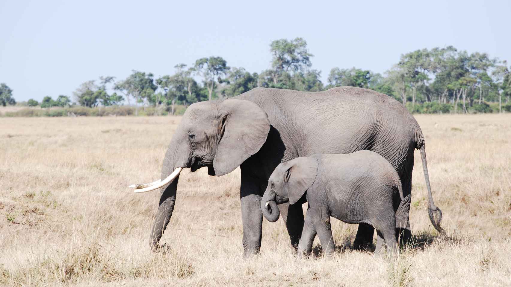 Las crías de elefante siempre van un paso por detrás de sus madres