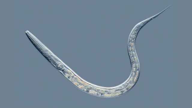 Caenorhabditis elegans es una especie de gusano que pertenece a la familia de los habditidae.