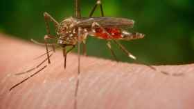 El 'aedes japonicus' es capaz de transmitir el virus del Nilo o el dengue.