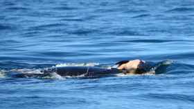 La orca empujando el cadáver de su cría mar adentro.