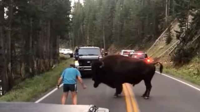 'Torea' a un bisonte en mitad de la carretera y casi no lo cuenta