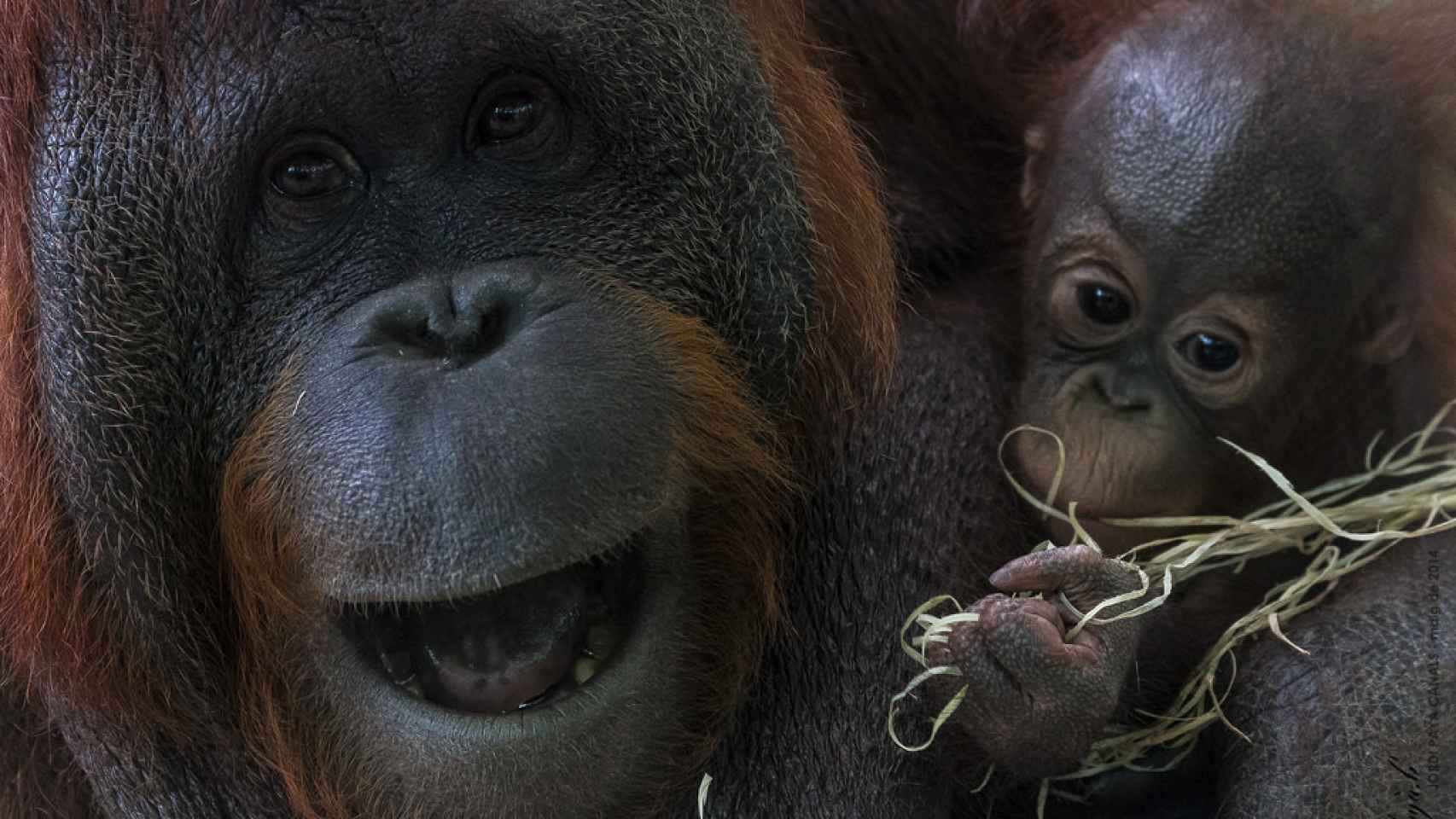 La cría de orangután depende por completo de su madre hasta los tres años.