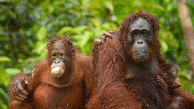 Una madre orangután con dos crías, un bebé y un adolescente, en Borneo Central (Indonesia).