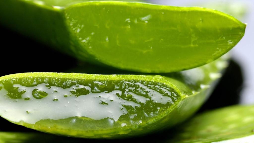 El áloe vera es un remedio clásico para las quemaduras solares