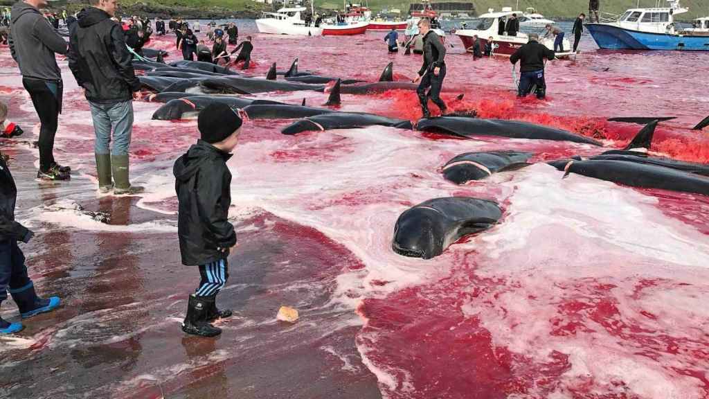 Las costas de las Faroe se tiñen de rojo por la cantidad de cetáceos asesinados