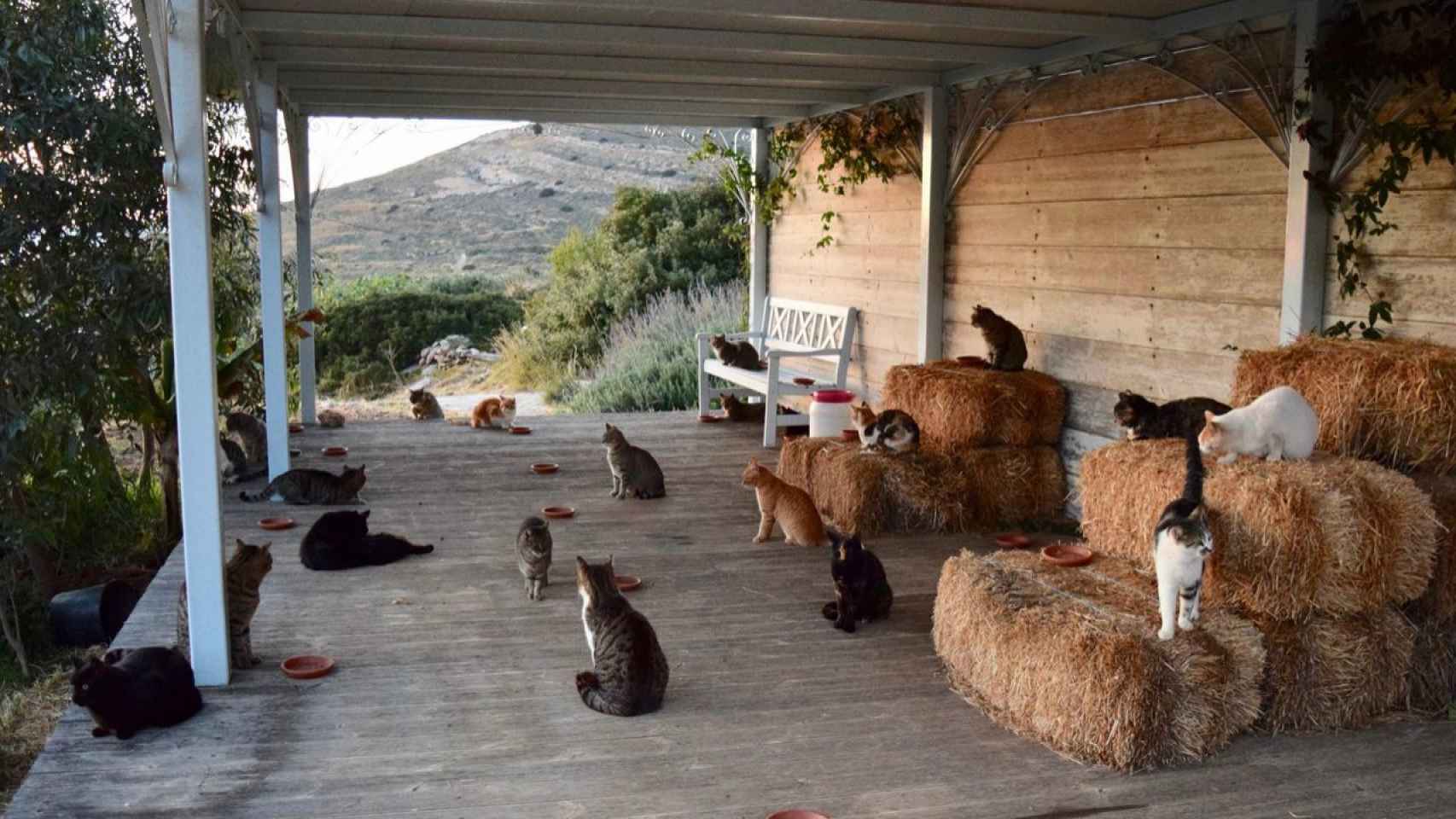 La isla griega donde te pagan por cuidar gatos
