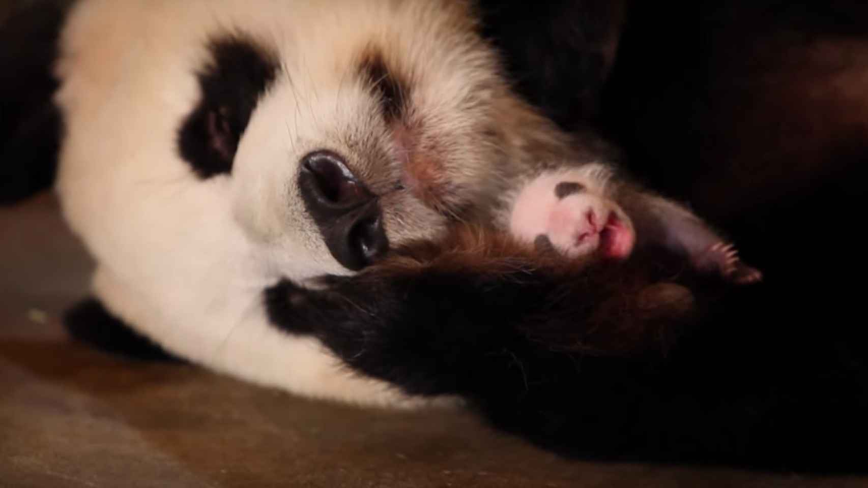 Esta mamá panda no sabe que tiene dos crías, pero es por una buena razón