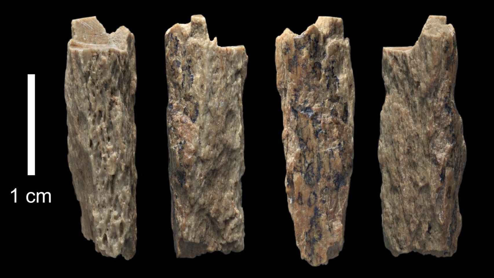 Los restos óseos encontrados en la cueva de Denísova (Rusia).