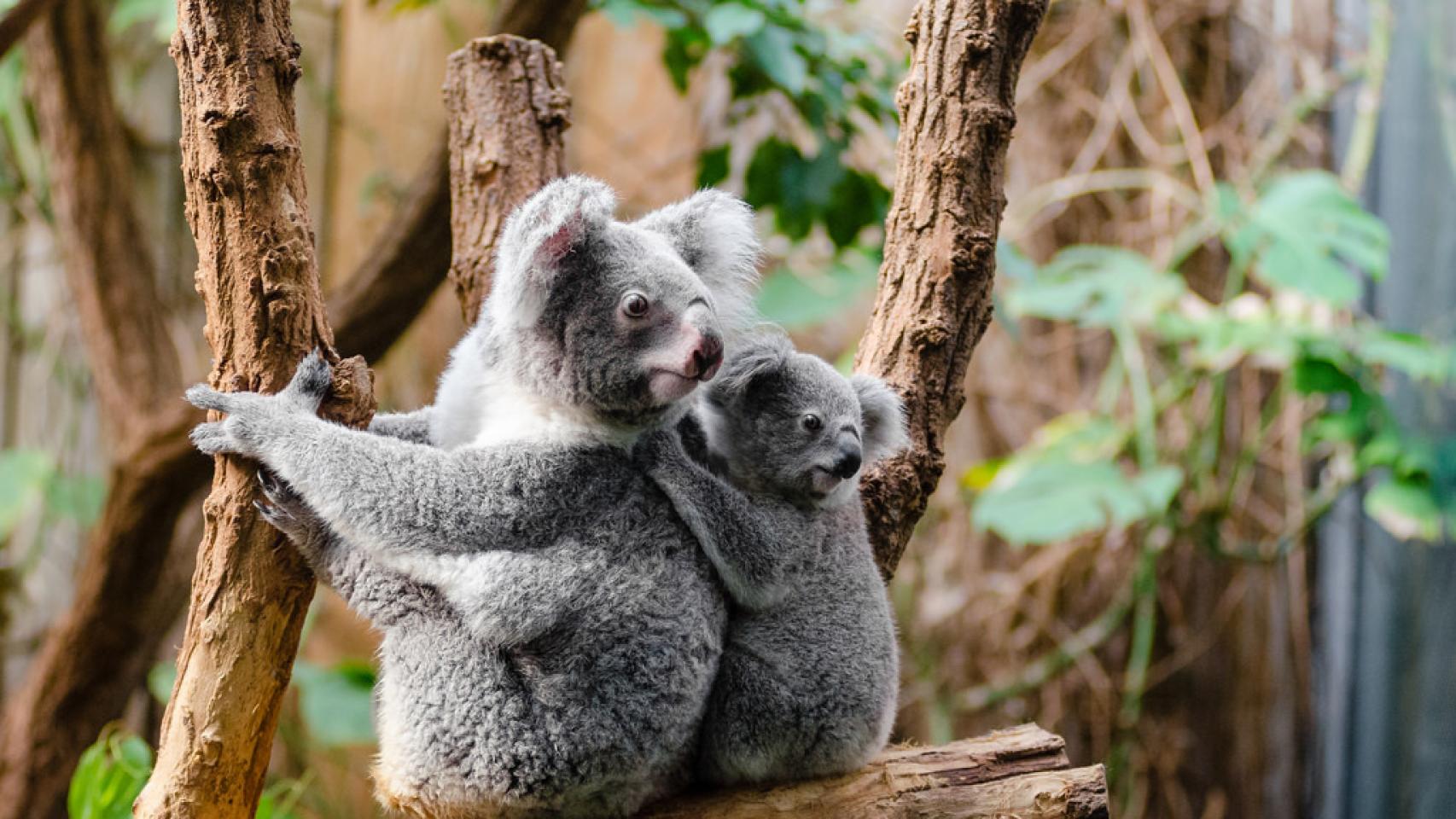 Cuando cumplen un año, los koalas ya están preparados para abandonar el hogar materno.