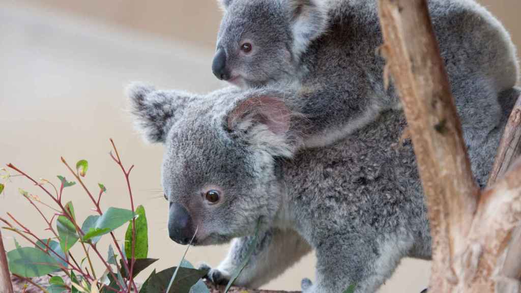 El koala viaja en la espalda de su madre para protegerse de posibles amenazas.