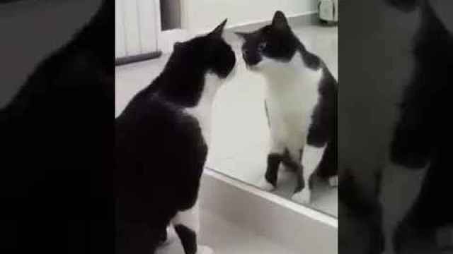 Un gato, un espejo y un final inesperado digno de peli de terror