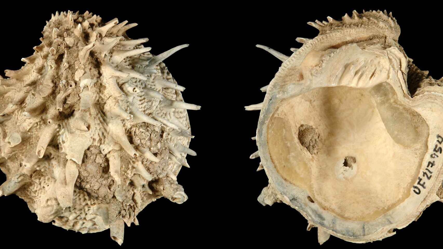 Arcinella cornuta, un tipo de almeja que formaba parte de la muestra analizada por los investigadores