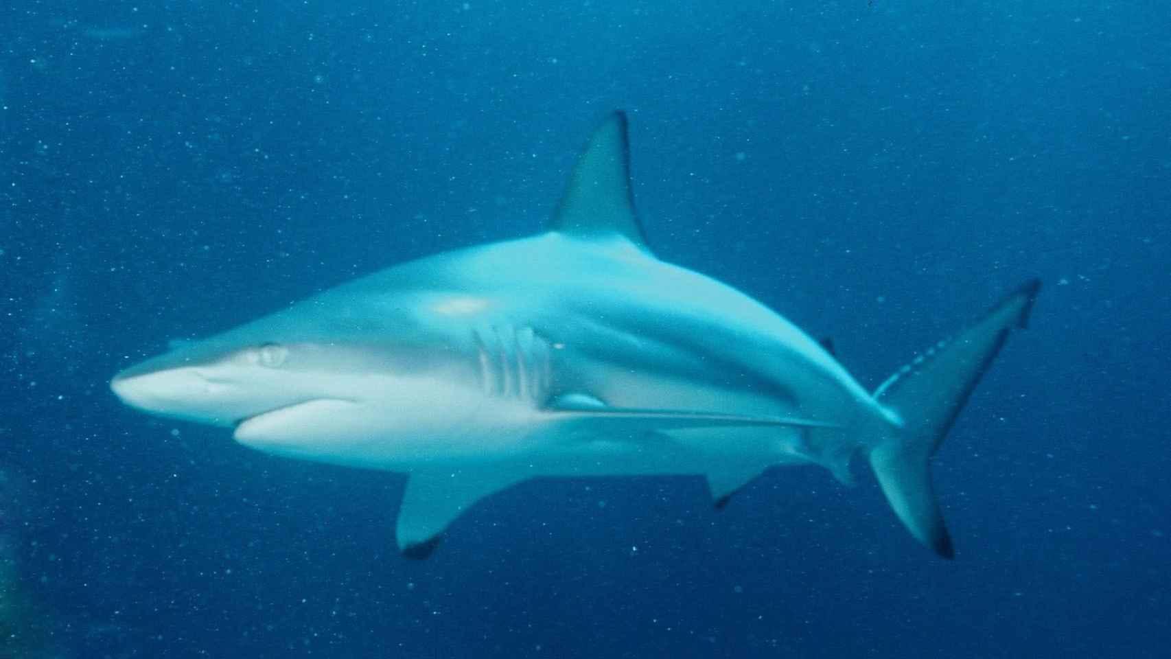 Un tiburón deambula por el fondo marino.