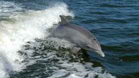 Un delfín salta por encima de la superficie del mar.