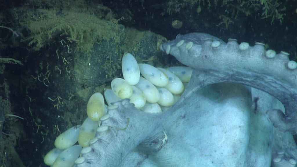 La hembra de pulpo, incubando sus huevos en diciembre de 2010. Se distinguen los ojos oscuros de los pequeños moluscos