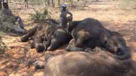 Algunos de los elefantes muertos encontrados con los colmillos arrancados en Botsuana.