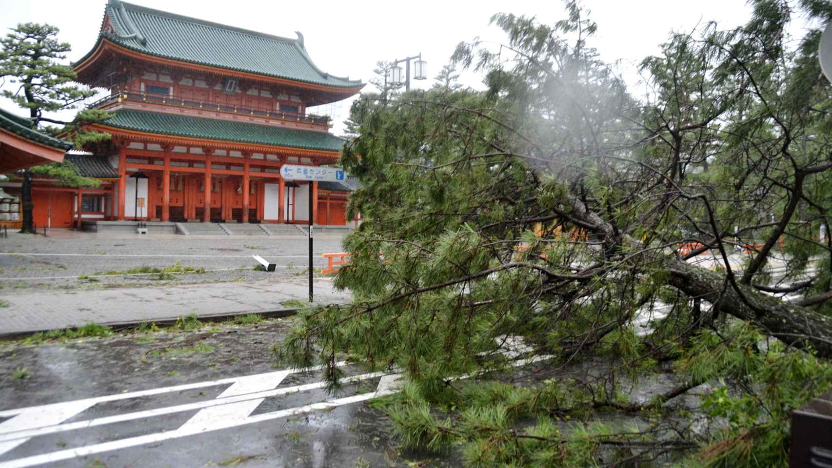 Un árbol dañado por el tifón Jebi  frente al Santuario Heian, en Kioto.