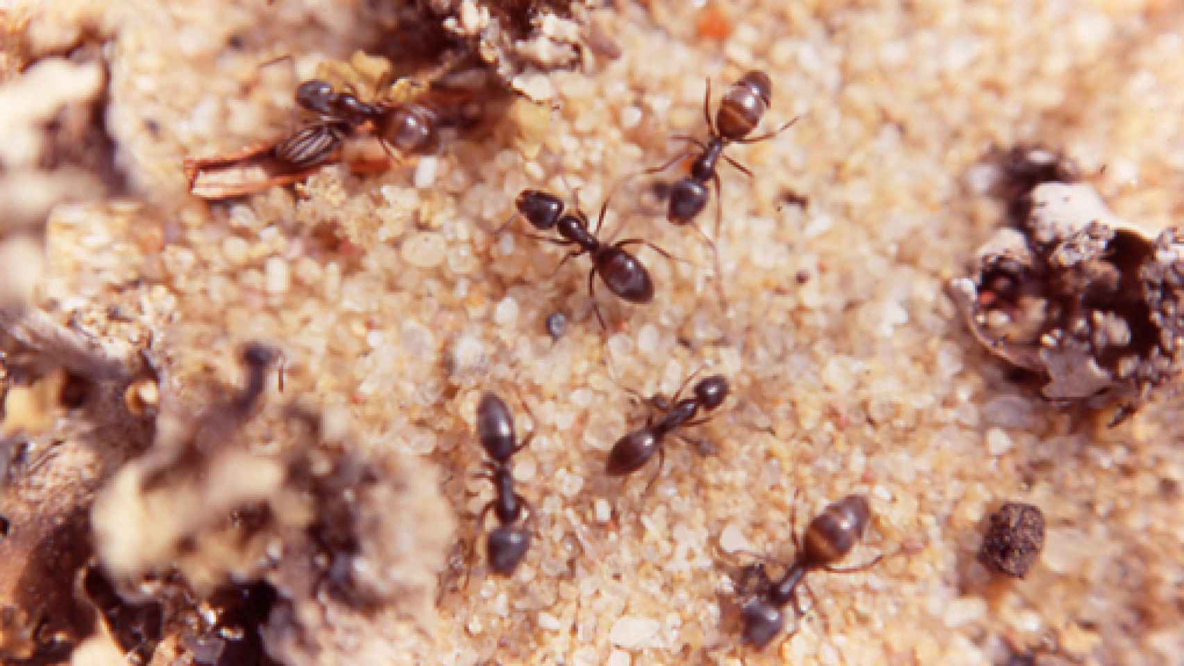 Image: Hormigas, las grandes supervivientes