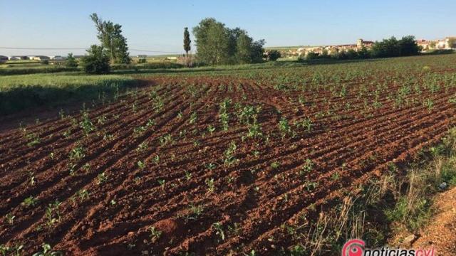 campo parcela salamanca